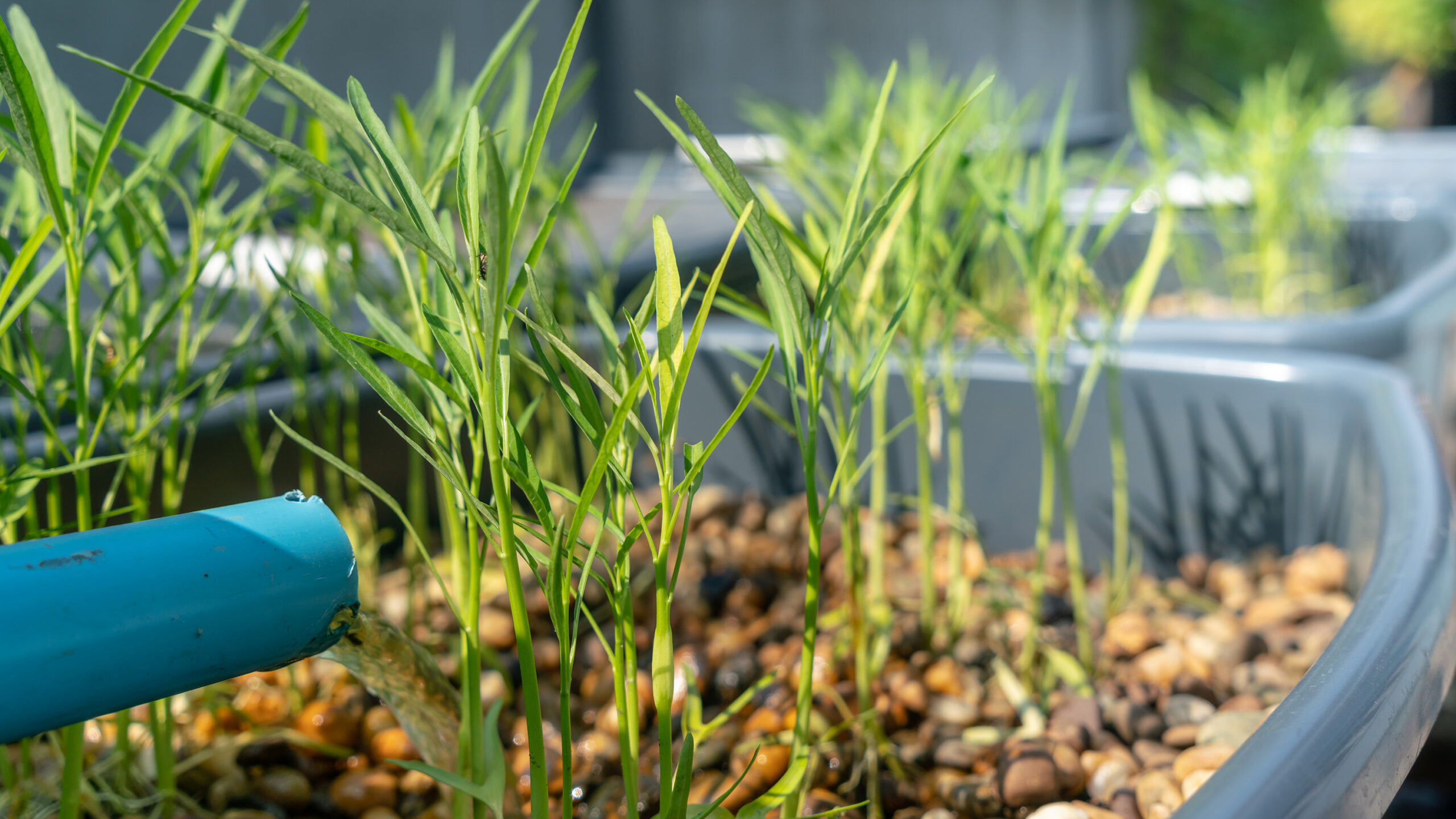 A bright blue PVC pipe pours a stream of water into a grey container filled with smooth, brown river stones. Young, bright green leafy plants with slender stems grow out from the pebble-covered base, stretching upward. In the softly blurred background, additional matching grey containers with growing plants are lined up in a row outdoors.