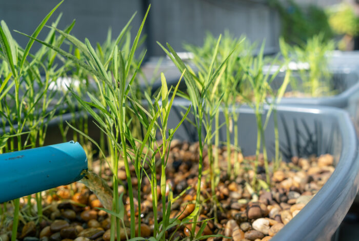 A bright blue PVC pipe pours a stream of water into a grey container filled with smooth, brown river stones. Young, bright green leafy plants with slender stems grow out from the pebble-covered base, stretching upward. In the softly blurred background, additional matching grey containers with growing plants are lined up in a row outdoors.