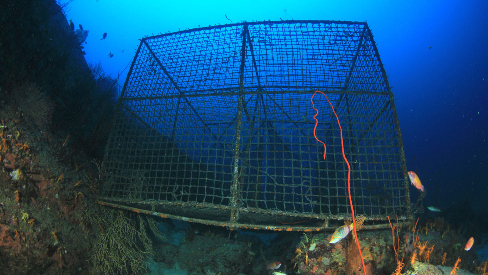 An underwater photograph of a large, rectangular wire mesh fish trap sitting on the ocean floor next to a reef, with small fish swimming around it in clear blue water.