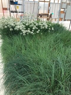 A large, dense bed of slender green grass or chive plants grows inside a greenhouse facility. In the upper-left section, several clusters of round, white globes of pom-pom-like flowers bloom on tall stems above the foliage. In the blurred background, greenhouse structures like wall panels, metal racks, and tables are faintly visible.