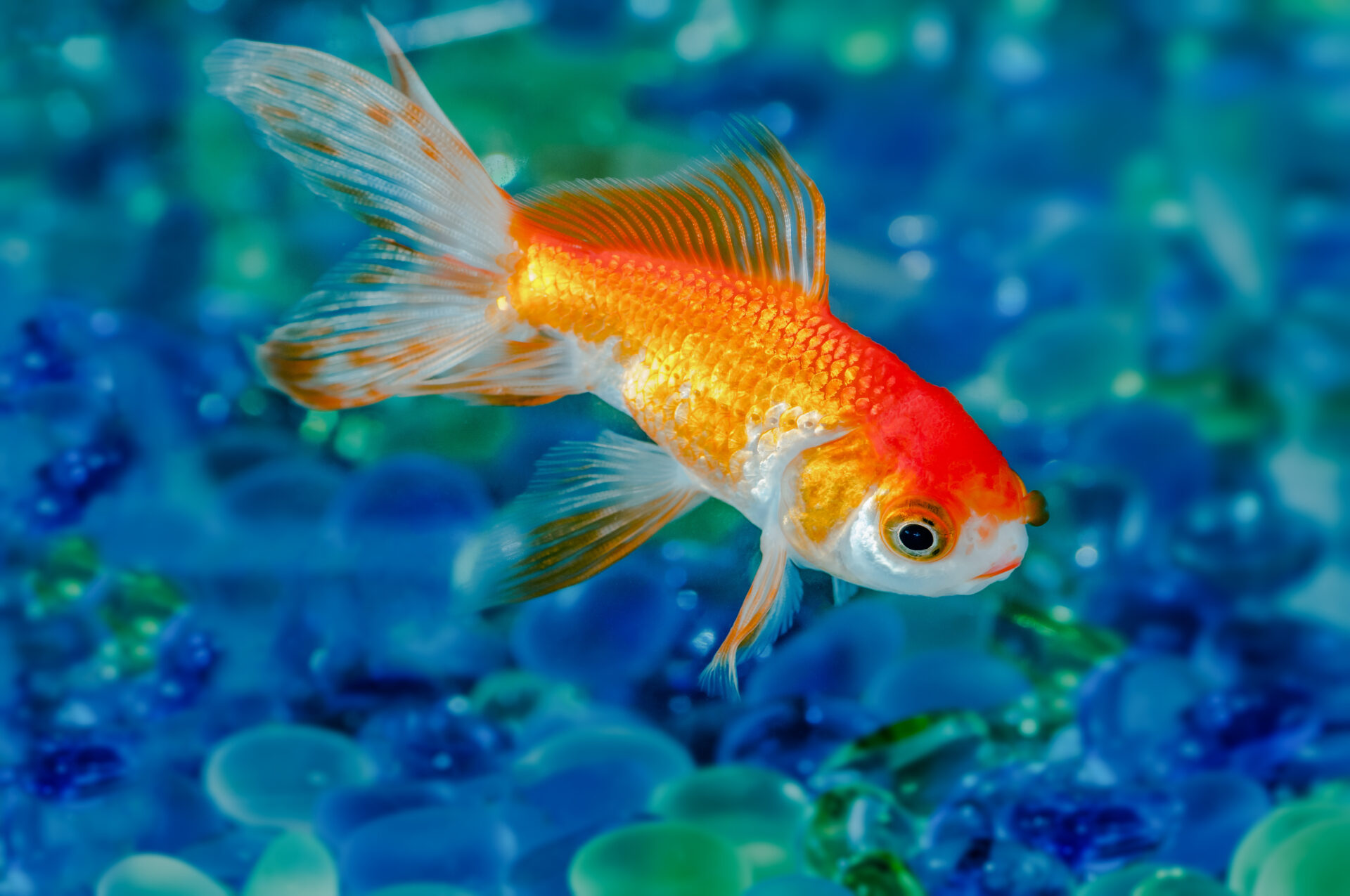 close up of a goldfish in an aquarium