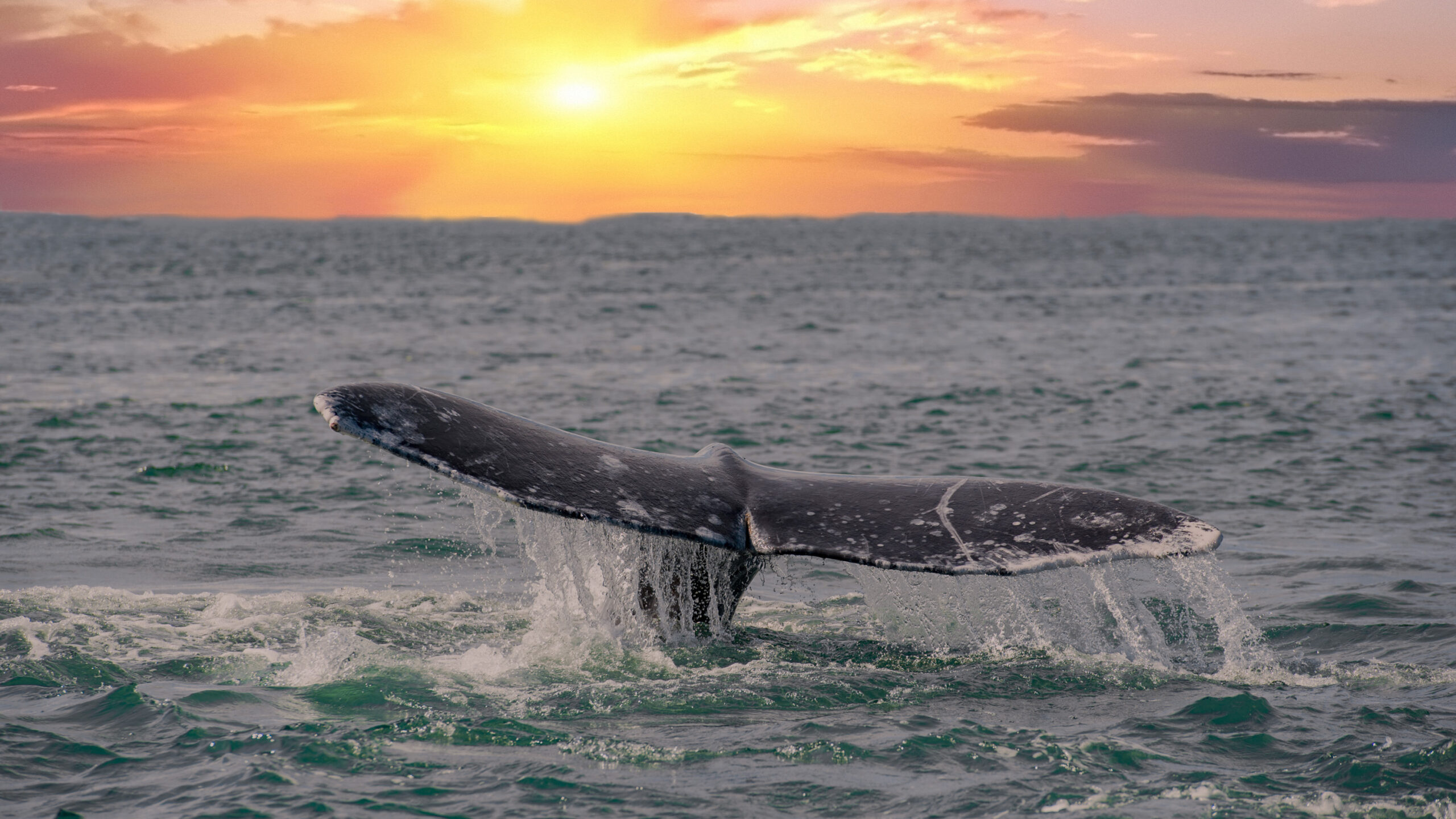 The dark, textured tail fluke of a whale rises out of the ocean, dripping streams of water as it prepares to dive. The surrounding sea ripples with white foam and wake from the animal's movement. In the background, a vibrant sunset glows with bright yellow, orange, and soft pink hues across the cloudy sky above the horizon.