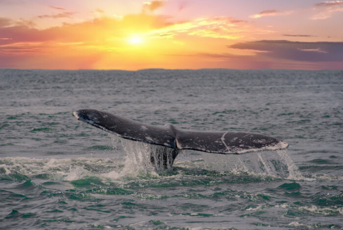 The dark, textured tail fluke of a whale rises out of the ocean, dripping streams of water as it prepares to dive. The surrounding sea ripples with white foam and wake from the animal's movement. In the background, a vibrant sunset glows with bright yellow, orange, and soft pink hues across the cloudy sky above the horizon.