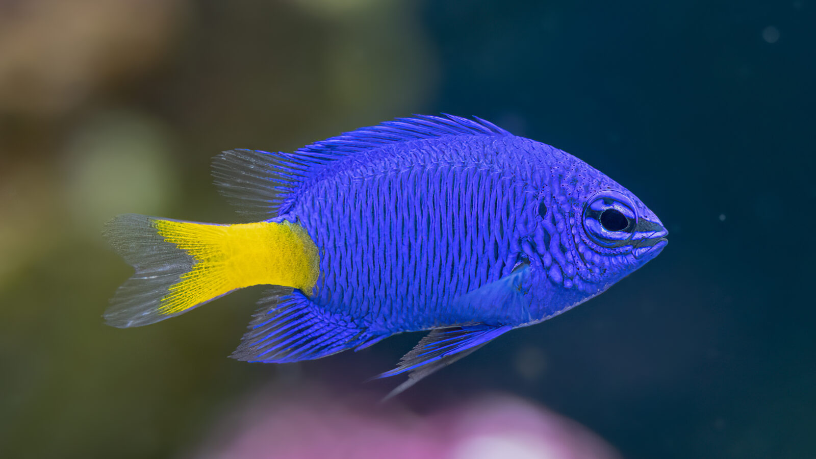 A vibrant blue damselfish swims from right to left across the frame against a softly blurred reef background. The small fish features a deep royal blue body covered in fine vertical scale lines, a dark eye highlighted with iridescent blue streaks, and a bright yellow tail fin that transitions into transparent edges at the tips.