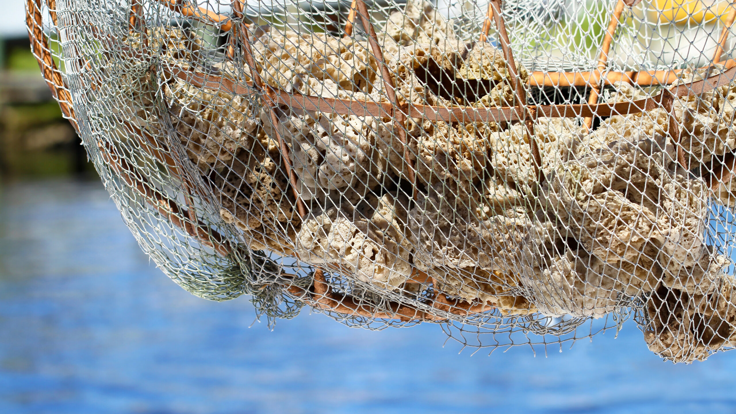 A large quantity of rough, porous beige sea sponges fills a curved, wide-mesh metal and rope basket suspended over calm, blue water. The intricate texture of the sponges is highly visible through the thin netting of the basket, which hangs in close-up against a softly blurred coastal background.