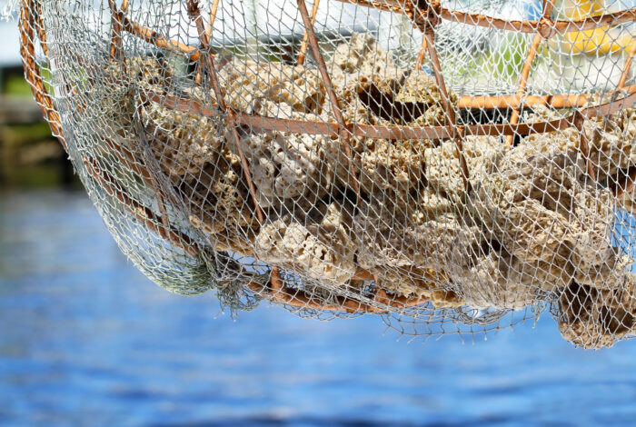 A large quantity of rough, porous beige sea sponges fills a curved, wide-mesh metal and rope basket suspended over calm, blue water. The intricate texture of the sponges is highly visible through the thin netting of the basket, which hangs in close-up against a softly blurred coastal background.
