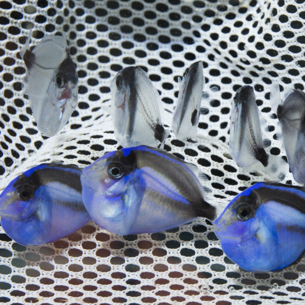 Marine Science Minute with Florida Sea Grant