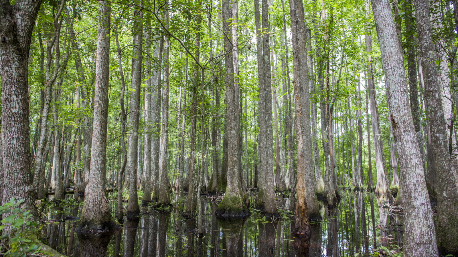 A dense grove of tall, slender cypress trees with flared bases stands in calm, dark swamp water. The textured grey tree trunks and green forest canopy are perfectly reflected in the still water's surface below, creating a repeating vertical pattern throughout the swamp.