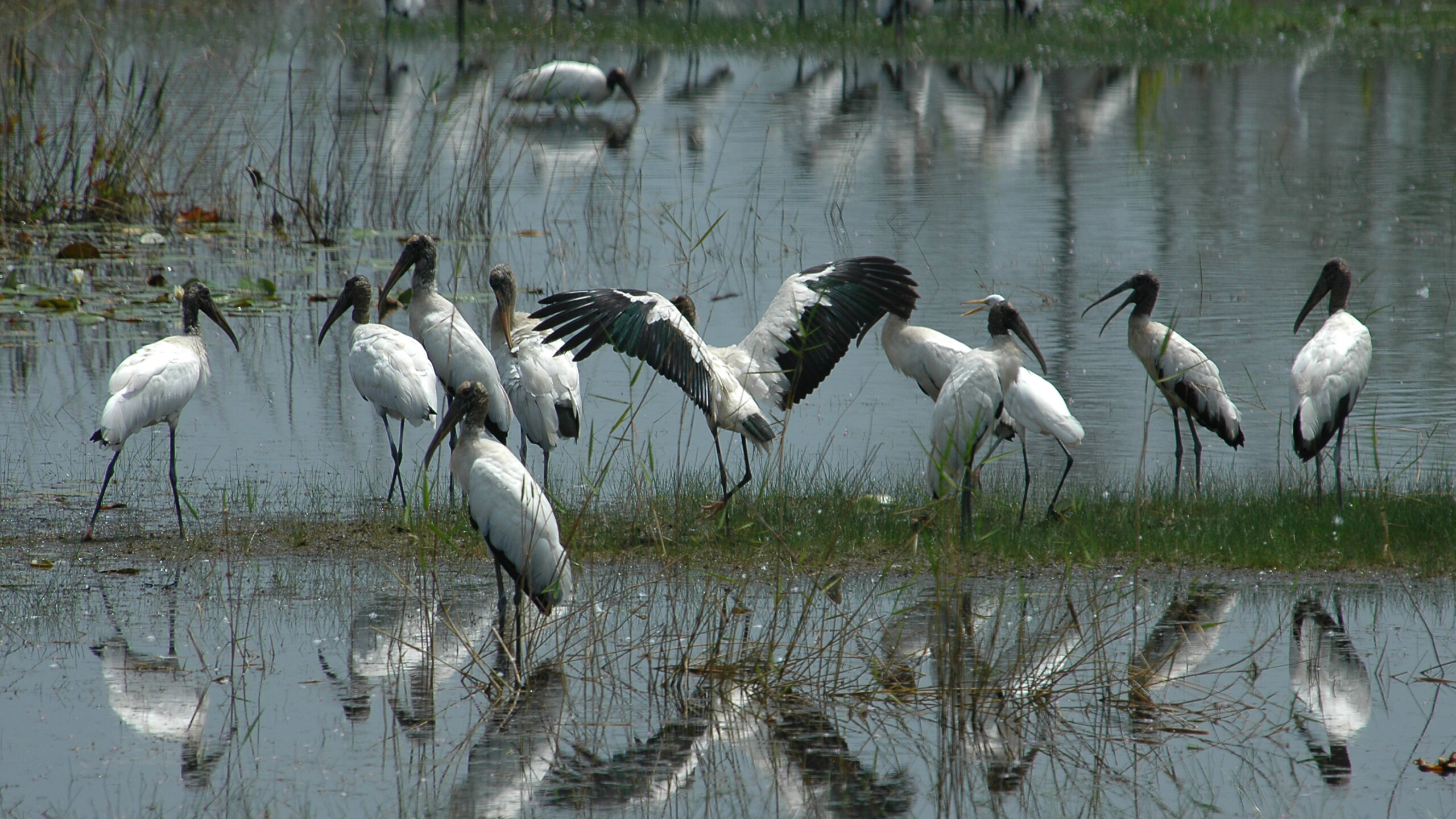 A group of wood storks gather in a shallow wetland marsh, with their white feathers and dark heads reflecting clearly on the calm water surface. In the center, one stork spreads its wide black-tipped wings, while others stand in the grass and wade nearby. In the background, a larger flock of storks lines the edge of the water.