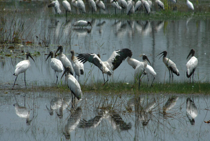 A group of wood storks gather in a shallow wetland marsh, with their white feathers and dark heads reflecting clearly on the calm water surface. In the center, one stork spreads its wide black-tipped wings, while others stand in the grass and wade nearby. In the background, a larger flock of storks lines the edge of the water.