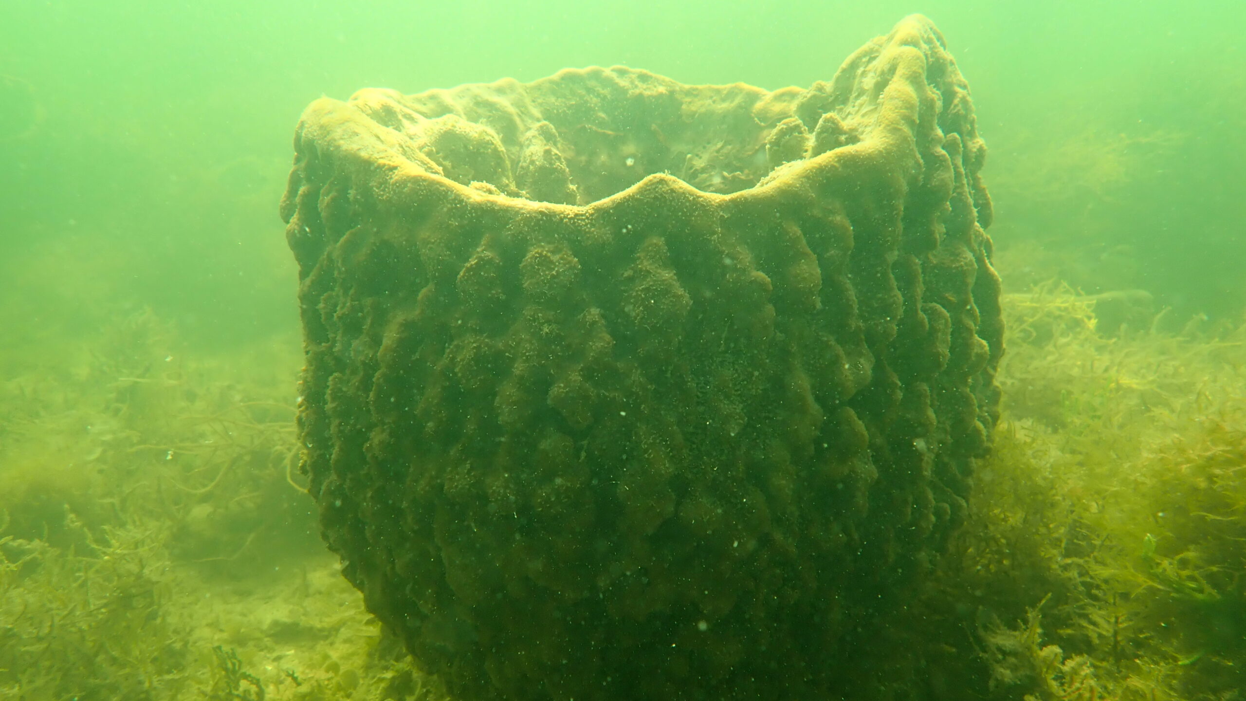 An underwater view shows a large, hollow barrel sponge resting on a murky seabed. The sponge has a dark brownish-green color with a heavily textured, bumpy exterior and a wide, open cavity at the top. The surrounding water is a hazy green, with soft marine vegetation growing along the sea floor around its base.