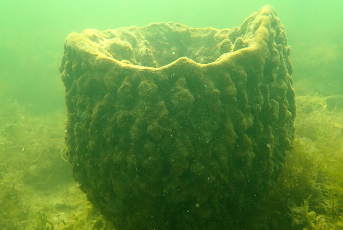 An underwater view shows a large, hollow barrel sponge resting on a murky seabed. The sponge has a dark brownish-green color with a heavily textured, bumpy exterior and a wide, open cavity at the top. The surrounding water is a hazy green, with soft marine vegetation growing along the sea floor around its base.