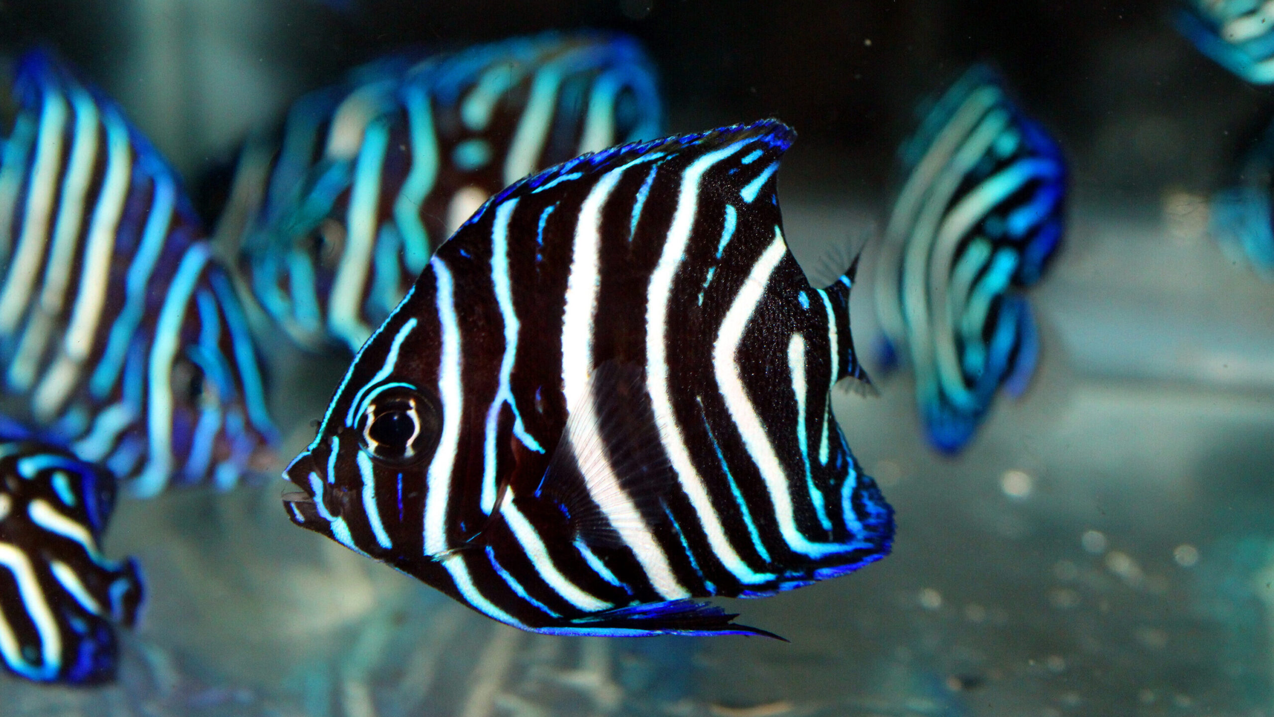 A juvenile angelfish swims in profile toward the left, surrounded by several others of the same species slightly out of focus. The fish features a striking pattern of alternating, curved vertical stripes in black, white, and electric blue across its body and fins. Its tall dorsal fin and pointed anal fin are outlined in iridescent blue, contrasting against the dark, muted water background.