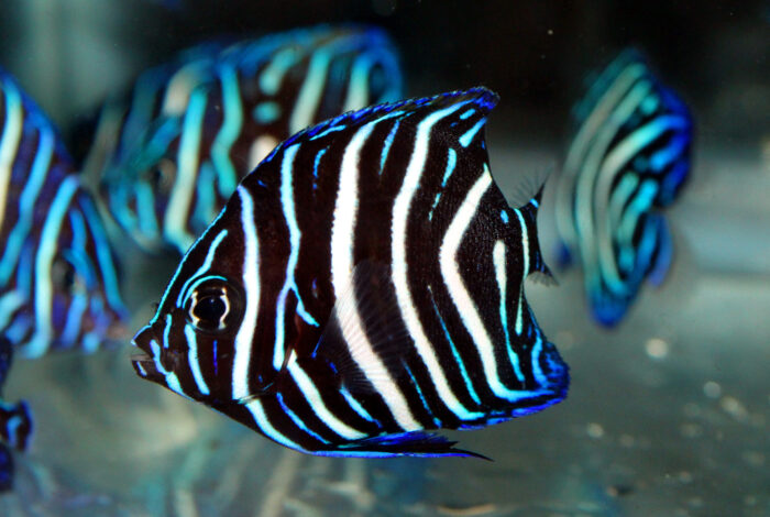 A juvenile angelfish swims in profile toward the left, surrounded by several others of the same species slightly out of focus. The fish features a striking pattern of alternating, curved vertical stripes in black, white, and electric blue across its body and fins. Its tall dorsal fin and pointed anal fin are outlined in iridescent blue, contrasting against the dark, muted water background.