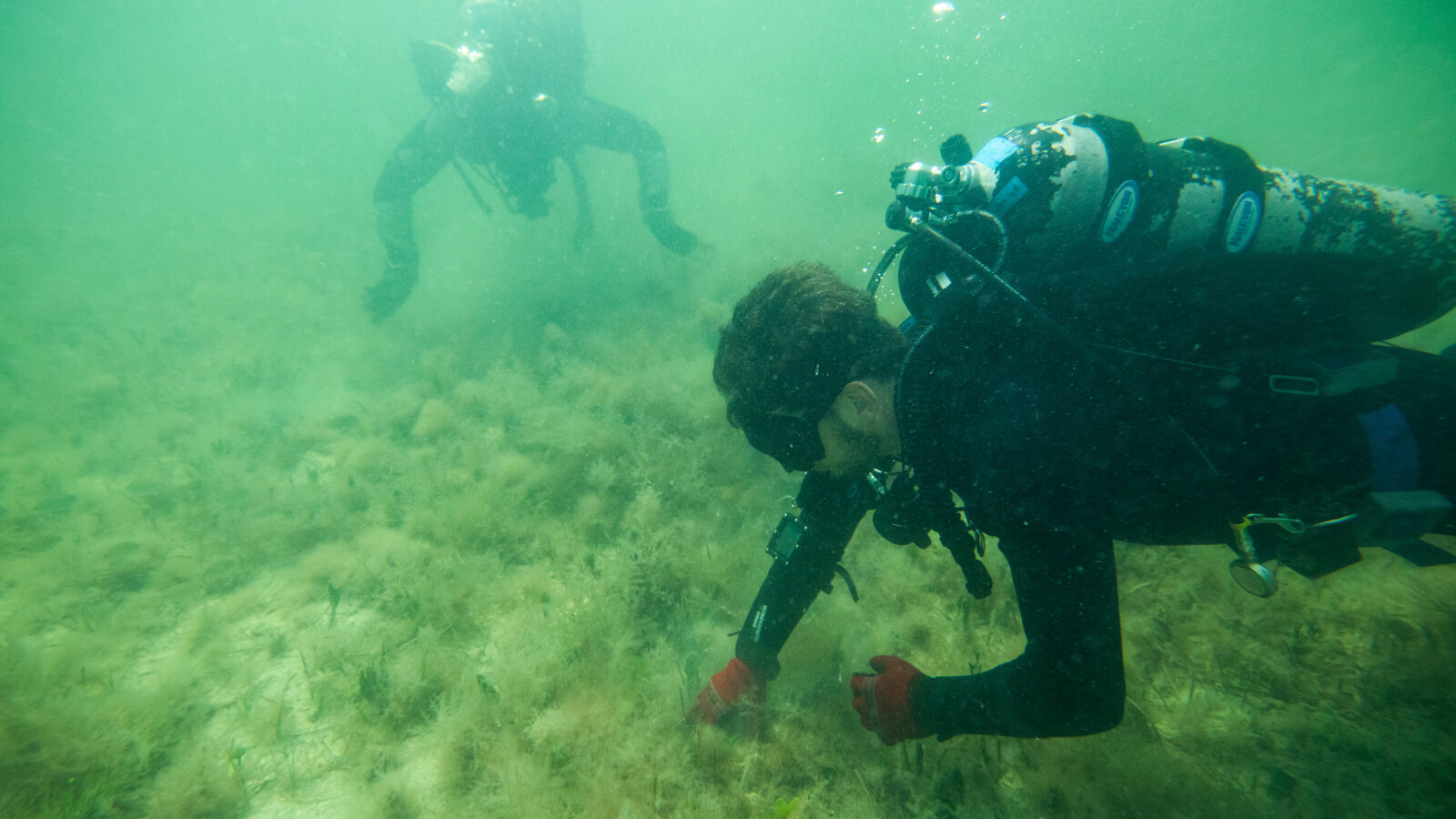 Two scuba divers are submerged in murky, green water over a sandy seabed covered with low-lying seagrass and algae. In the foreground, one diver wearing a black wetsuit, scuba gear, and bright red gloves leans close to the sea floor, reaching out to examine the vegetation. In the hazy background, a second diver is visible swimming slightly higher in the water column, trailing a small stream of bubbles.