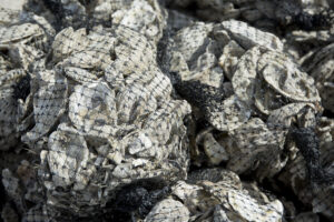 Large bundles of rough, grey oyster shells packed tightly into black mesh netting bags for reef restoration.
