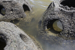 Several dome-shaped concrete reef balls with hollow centers and circular openings sitting partially submerged in shallow, murky coastal water.