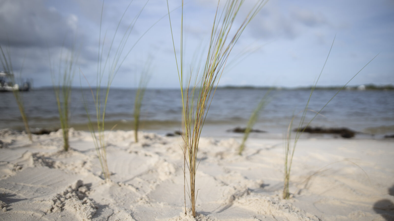 A close-up, low-angle view of sparse beach grass shoots growing in white sand, with a wide body of water and a cloudy blue sky blurred in the background.