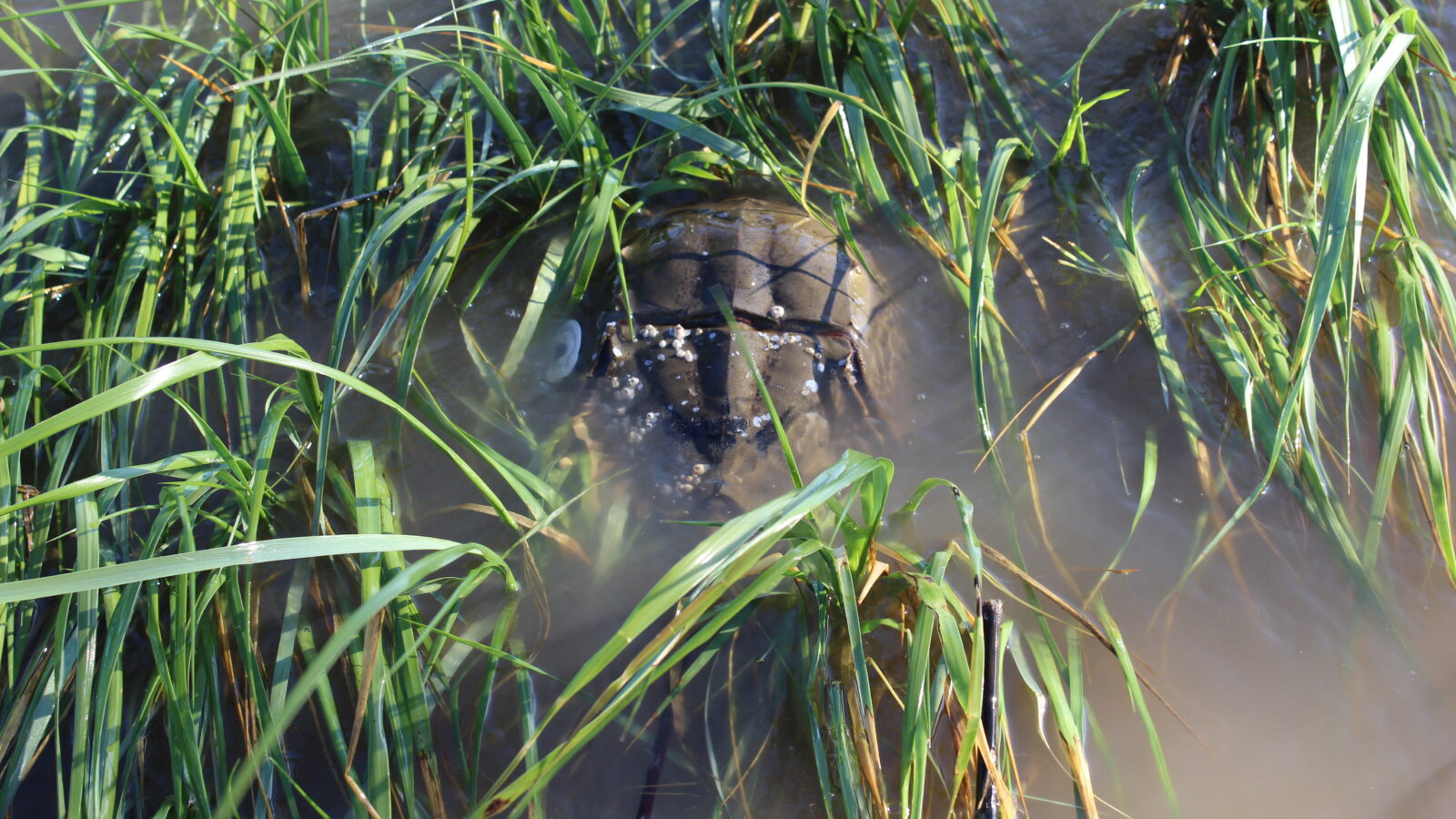 A horseshoe crab sits submerged in shallow, murky water surrounded by tall green marsh grass. The smooth, rounded shell of the crab is partially visible just beneath the water's surface, with several small white barnacles attached to its back. Thick blades of grass frame the creature on the left and bottom of the image, while the muddy water ripples slightly around it.