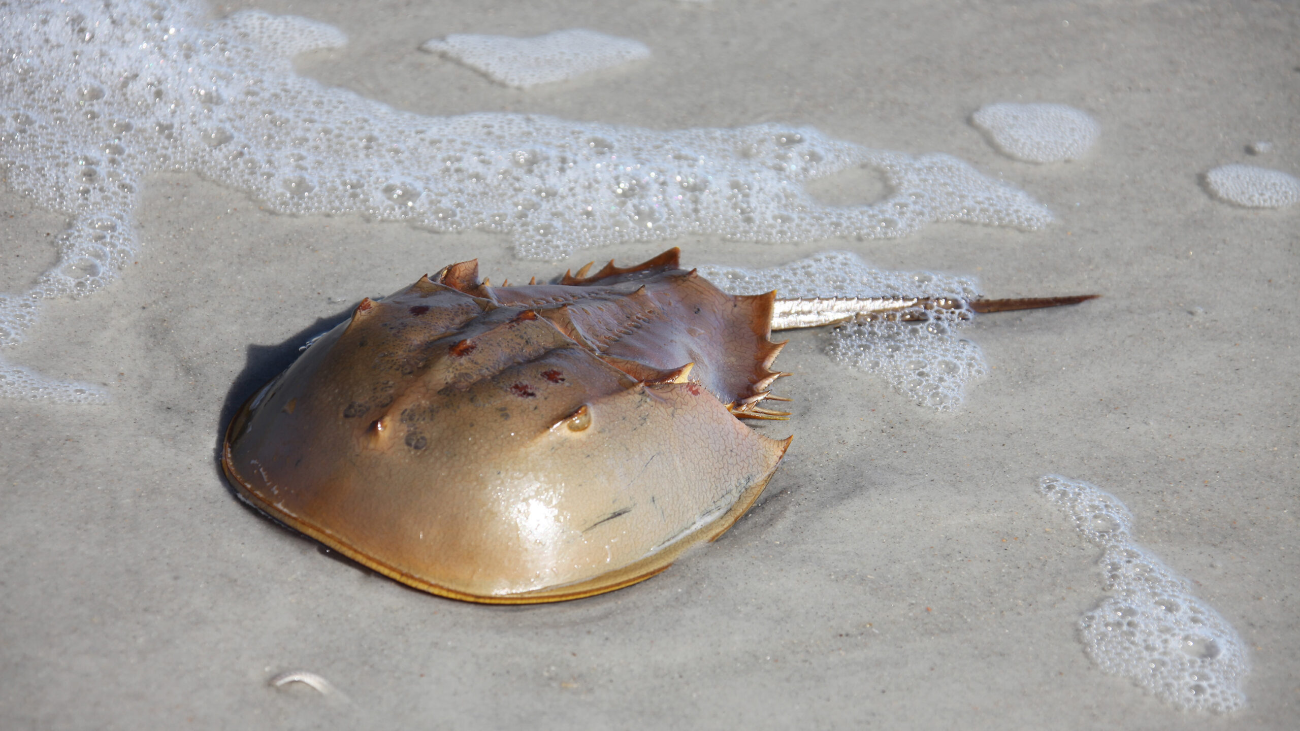 A horseshoe crab rests on a wet, sandy beach as gentle ocean foam washes around its smooth, brown dome-shaped shell. Its long, pointed tail extends straight back onto the sand, and small spikes are visible along the rear edge of its carapace.