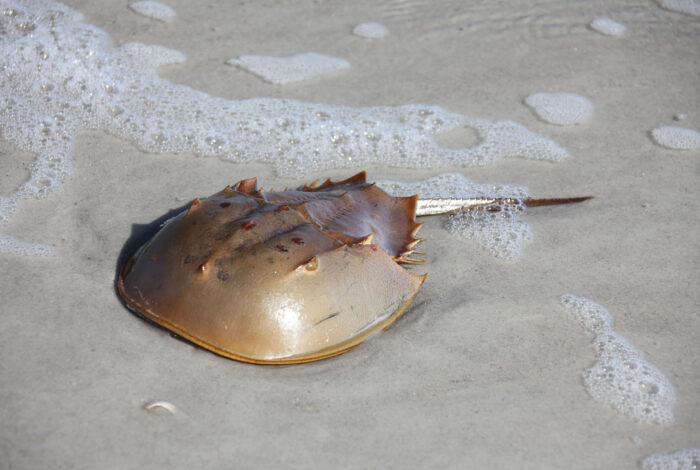 A horseshoe crab rests on a wet, sandy beach as gentle ocean foam washes around its smooth, brown dome-shaped shell. Its long, pointed tail extends straight back onto the sand, and small spikes are visible along the rear edge of its carapace.