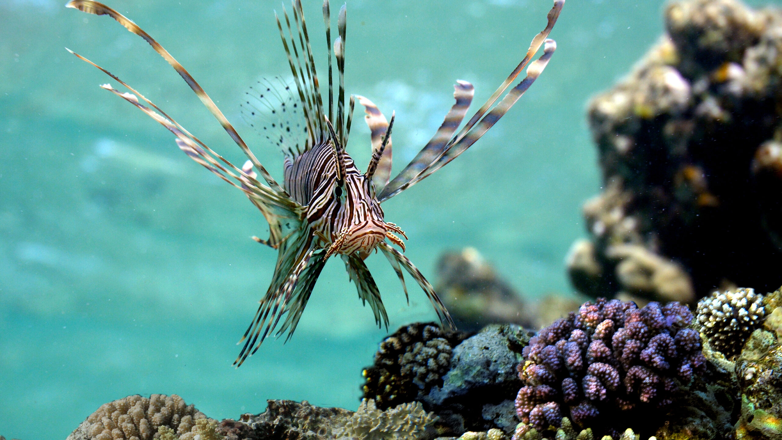 A zebra-striped lionfish swims head-on over a vibrant coral reef in clear, light blue water. The fish displays its distinctive fan-like, venomous pectoral fins outstretched to both sides, covered in alternating brown and white bands, while a cluster of small purple and tan brain corals sits directly beneath it.