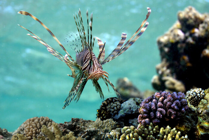 A zebra-striped lionfish swims head-on over a vibrant coral reef in clear, light blue water. The fish displays its distinctive fan-like, venomous pectoral fins outstretched to both sides, covered in alternating brown and white bands, while a cluster of small purple and tan brain corals sits directly beneath it.