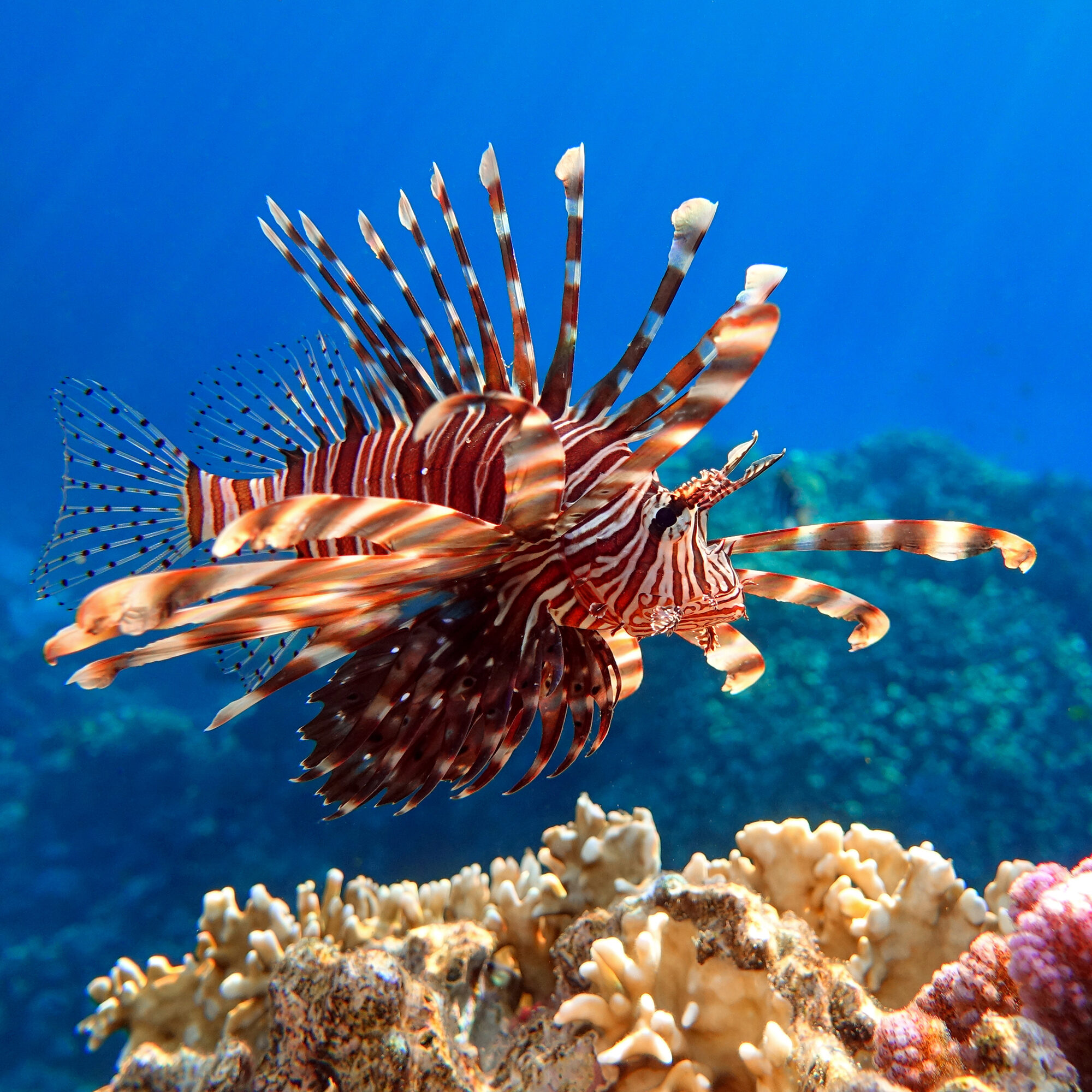 Marine Science Minute with Florida Sea Grant