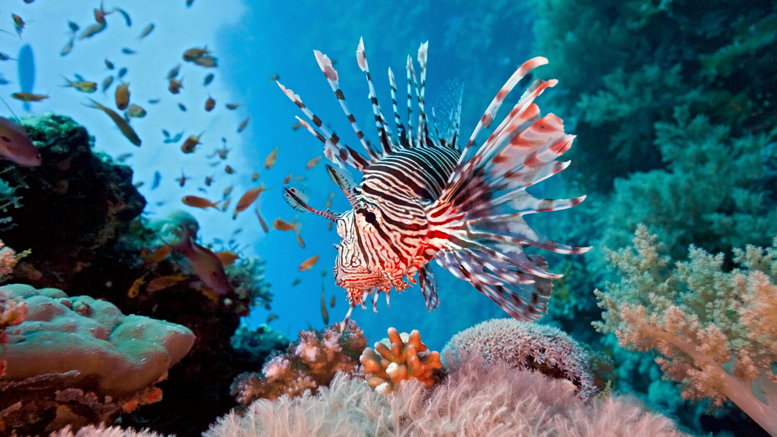 A lionfish with striking red, white, and black stripes and fan-like venomous spines swims over a vibrant coral reef, surrounded by smaller orange fish and pale sea anemones in clear blue water.