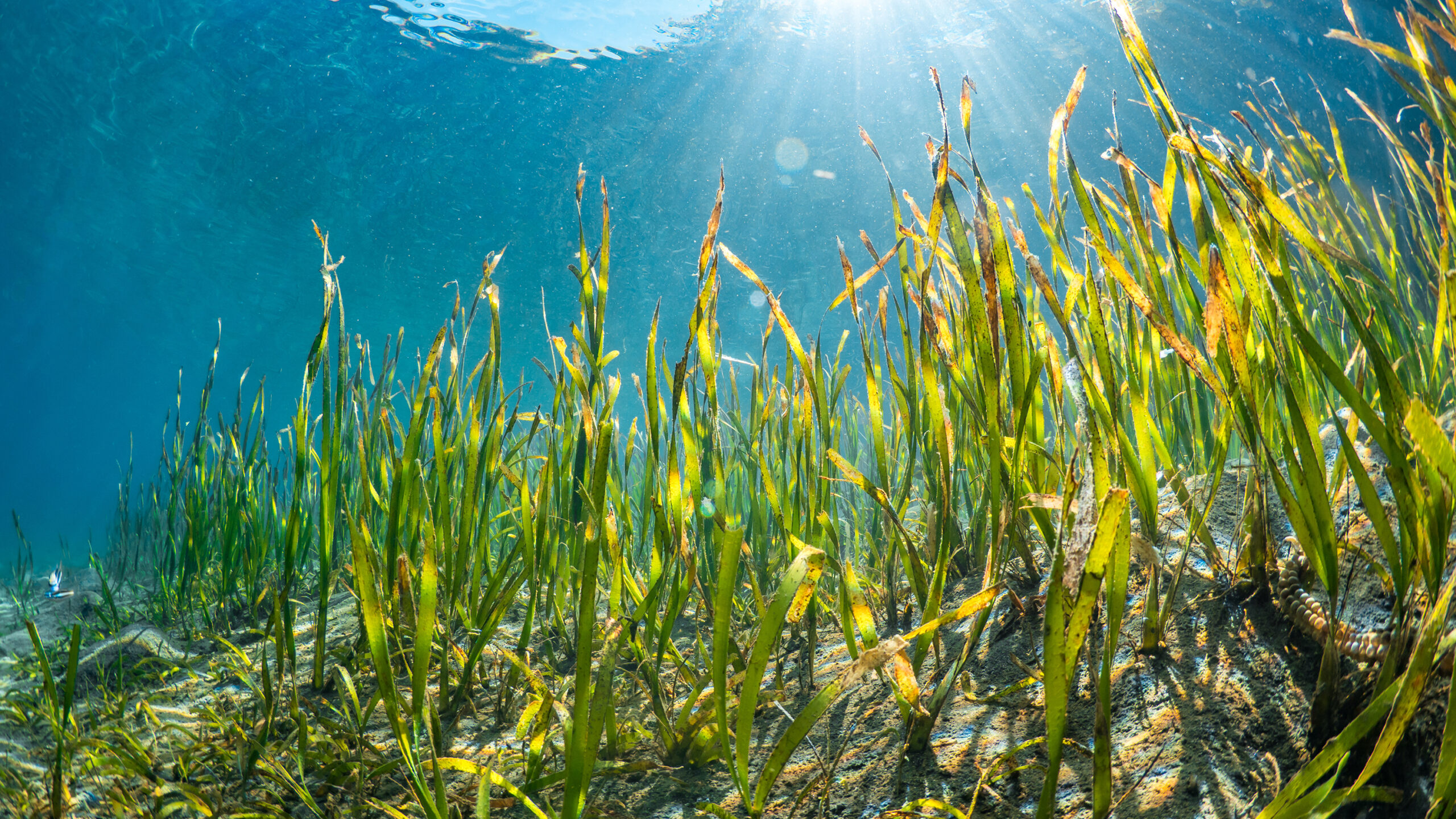 An underwater view shows tall, green and yellow blades of seagrass growing out of a sandy bottom into clear blue water. Bright sunbeams cut downward through the rippling ocean surface at the top of the frame, illuminating the underwater meadow.
