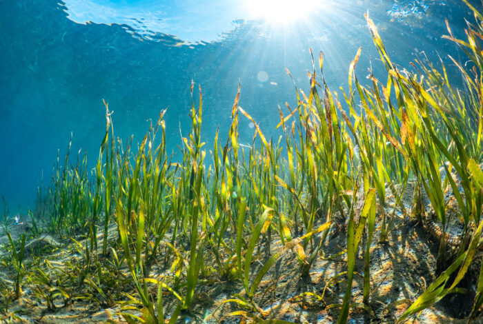 An underwater view shows tall, green and yellow blades of seagrass growing out of a sandy bottom into clear blue water. Bright sunbeams cut downward through the rippling ocean surface at the top of the frame, illuminating the underwater meadow.