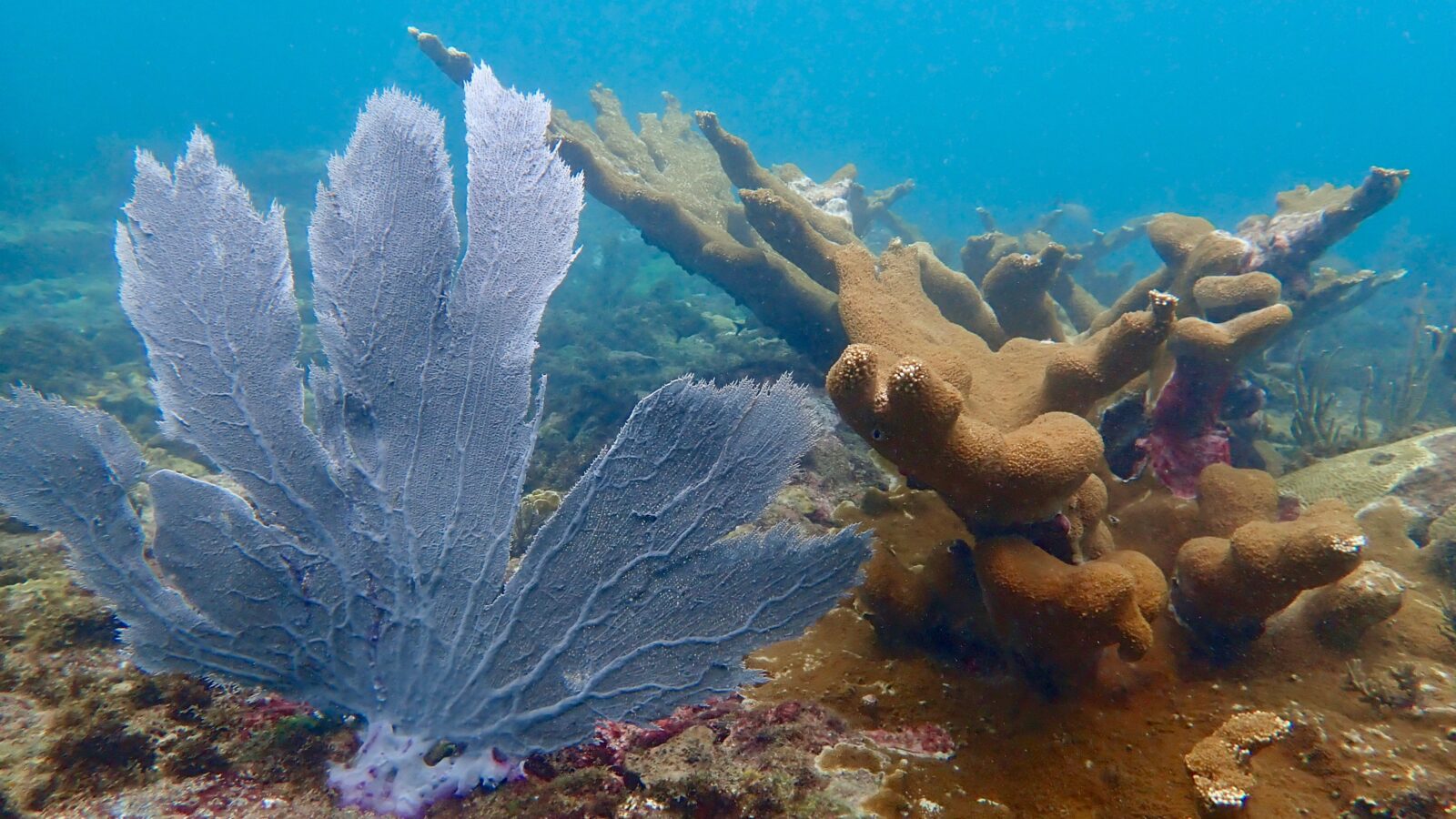 Sea Fan Coral photographed underwater