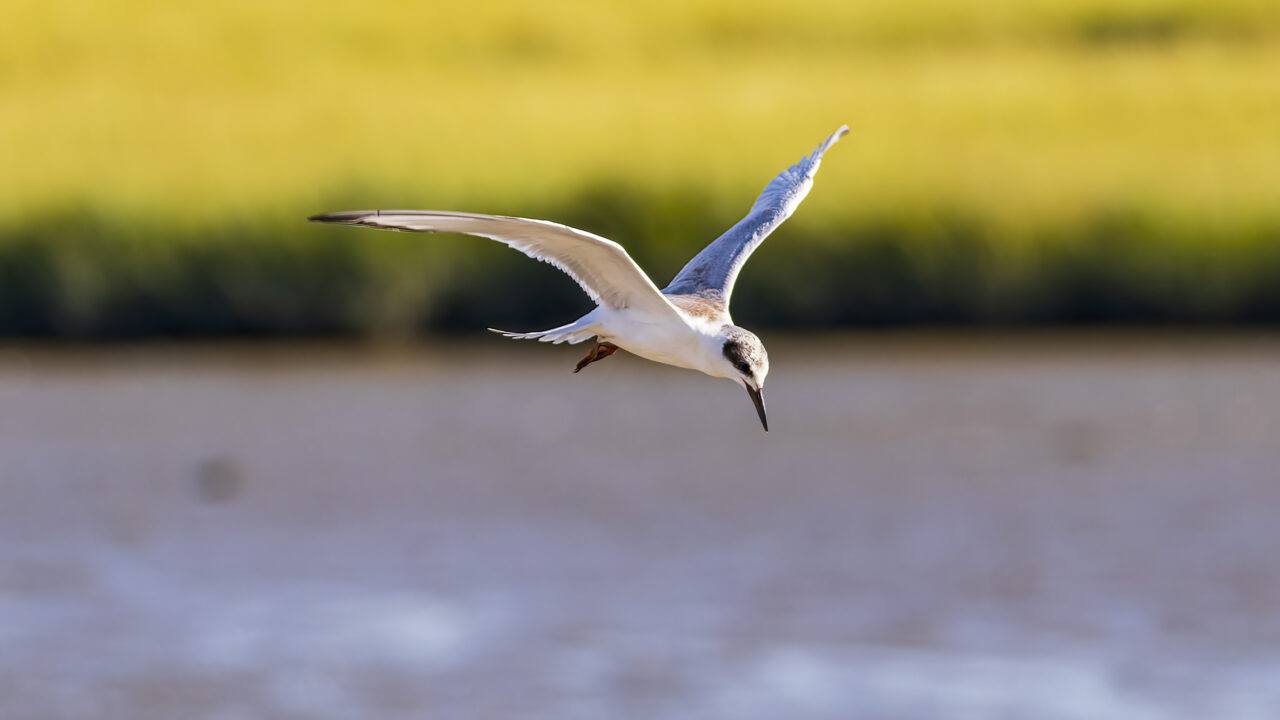 A gull-billed tern flies downward over water with its wings spread against a blurred background of yellow fields.