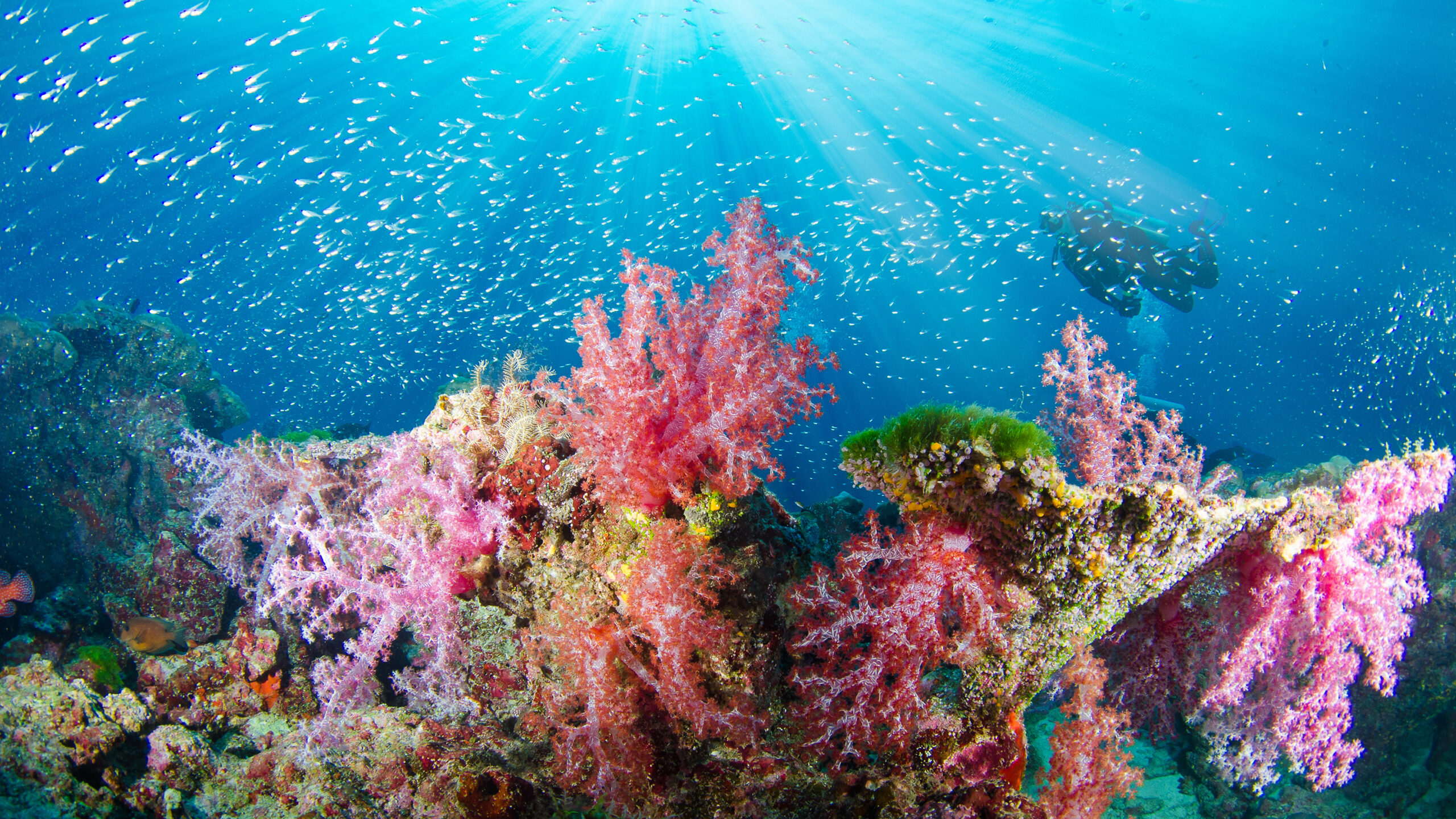 An underwater view shows vibrant pink and red soft coral growing on a rocky reef structure under bright, sunlit blue water. A large school of tiny, silver fish swims dynamically across the upper half of the frame, illuminated by sunbeams cutting through the surface, while the silhouette of a scuba diver is faintly visible in the upper right background.