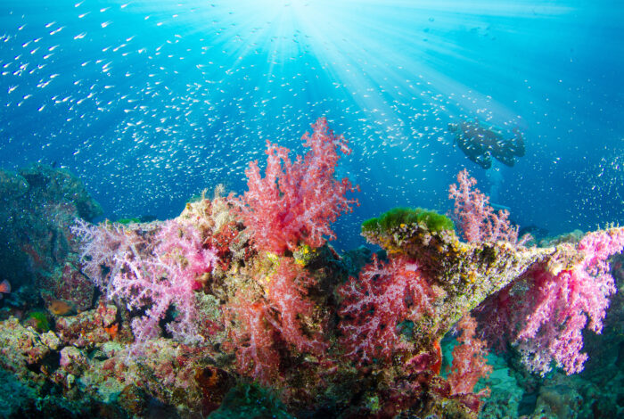 An underwater view shows vibrant pink and red soft coral growing on a rocky reef structure under bright, sunlit blue water. A large school of tiny, silver fish swims dynamically across the upper half of the frame, illuminated by sunbeams cutting through the surface, while the silhouette of a scuba diver is faintly visible in the upper right background.