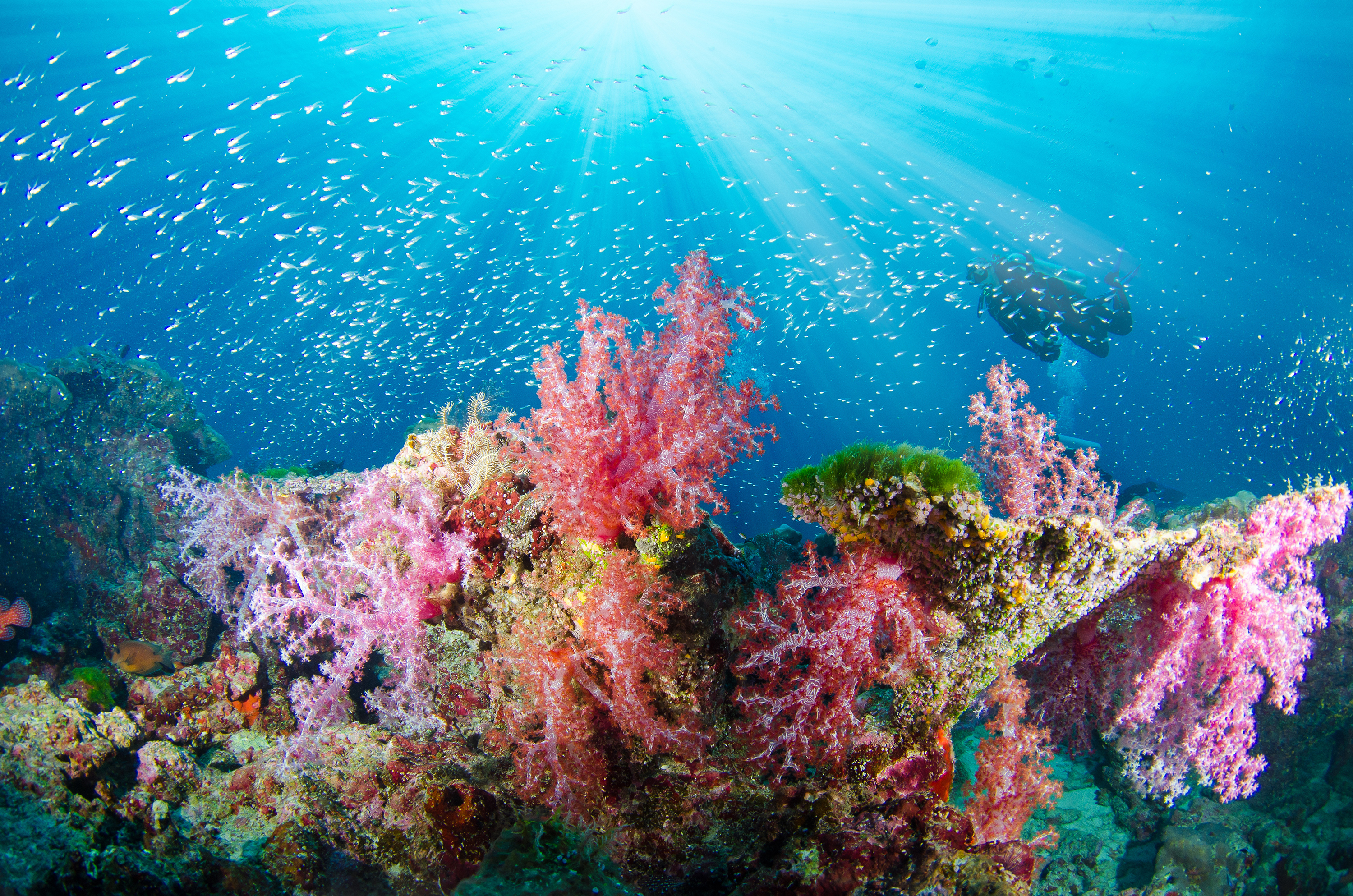 Episode 50 – Corals | Florida Sea Grant | Science Serving