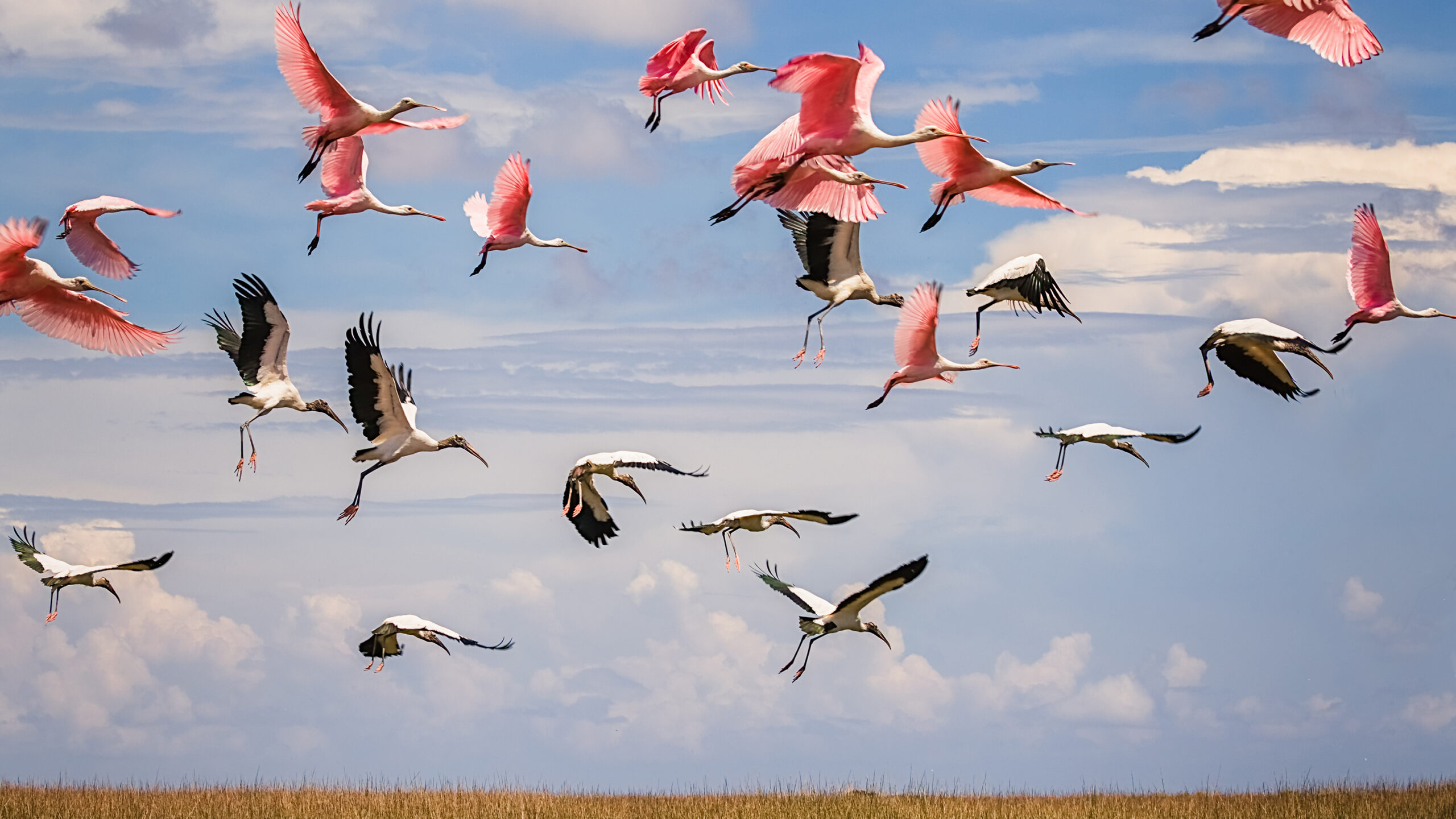 roseate spoonbills and wood storks flying over tall grasses