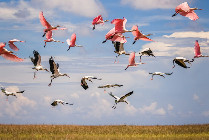 roseate spoonbills and wood storks flying over tall grasses