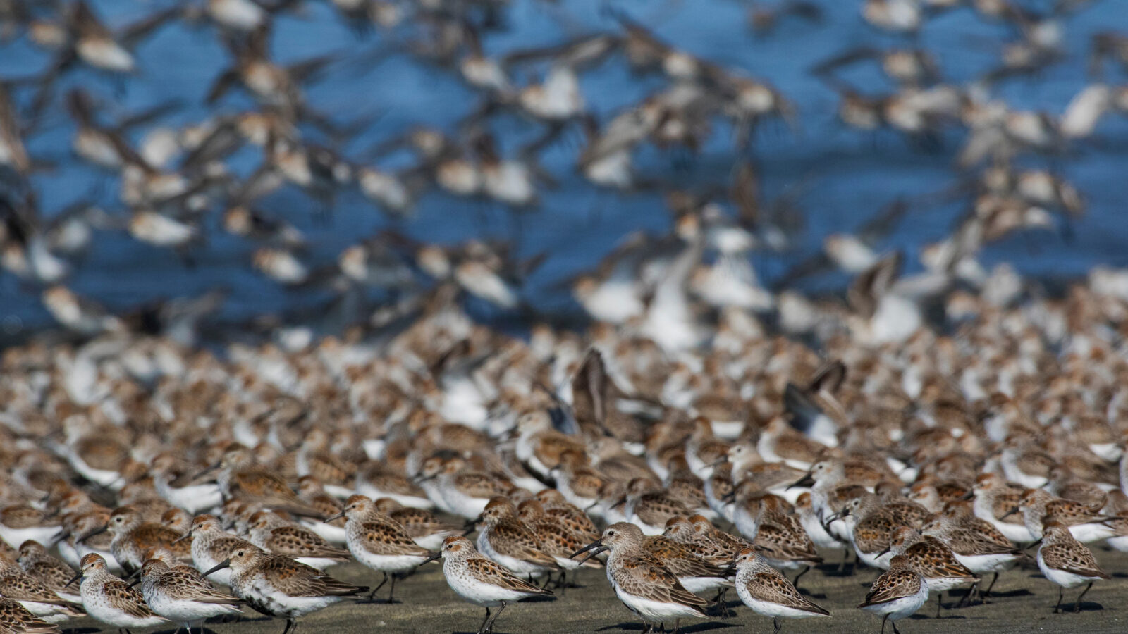 A massive flock of shorebirds covers a sandy beach while a blurred swarm of the same birds flies over the blue water in the background.