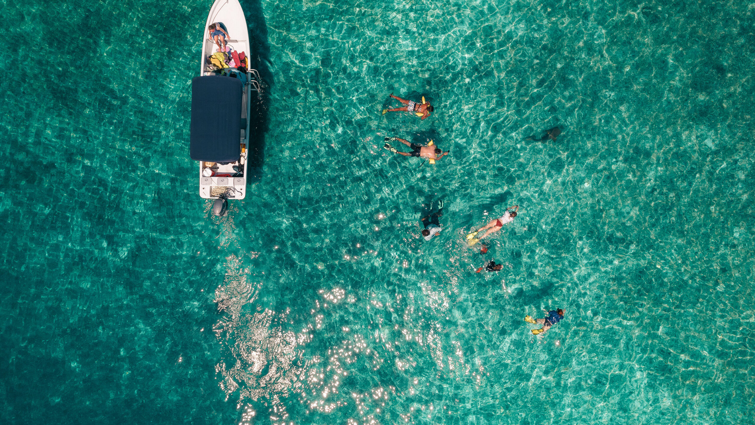An aerial, top-down view shows a small white boat with a dark canopy anchored on the left side of vibrant, clear turquoise water. Several snorkelers swim spread out in the rippling sea to the right of the boat, with a dark shark shape faintly visible beneath the surface near them.