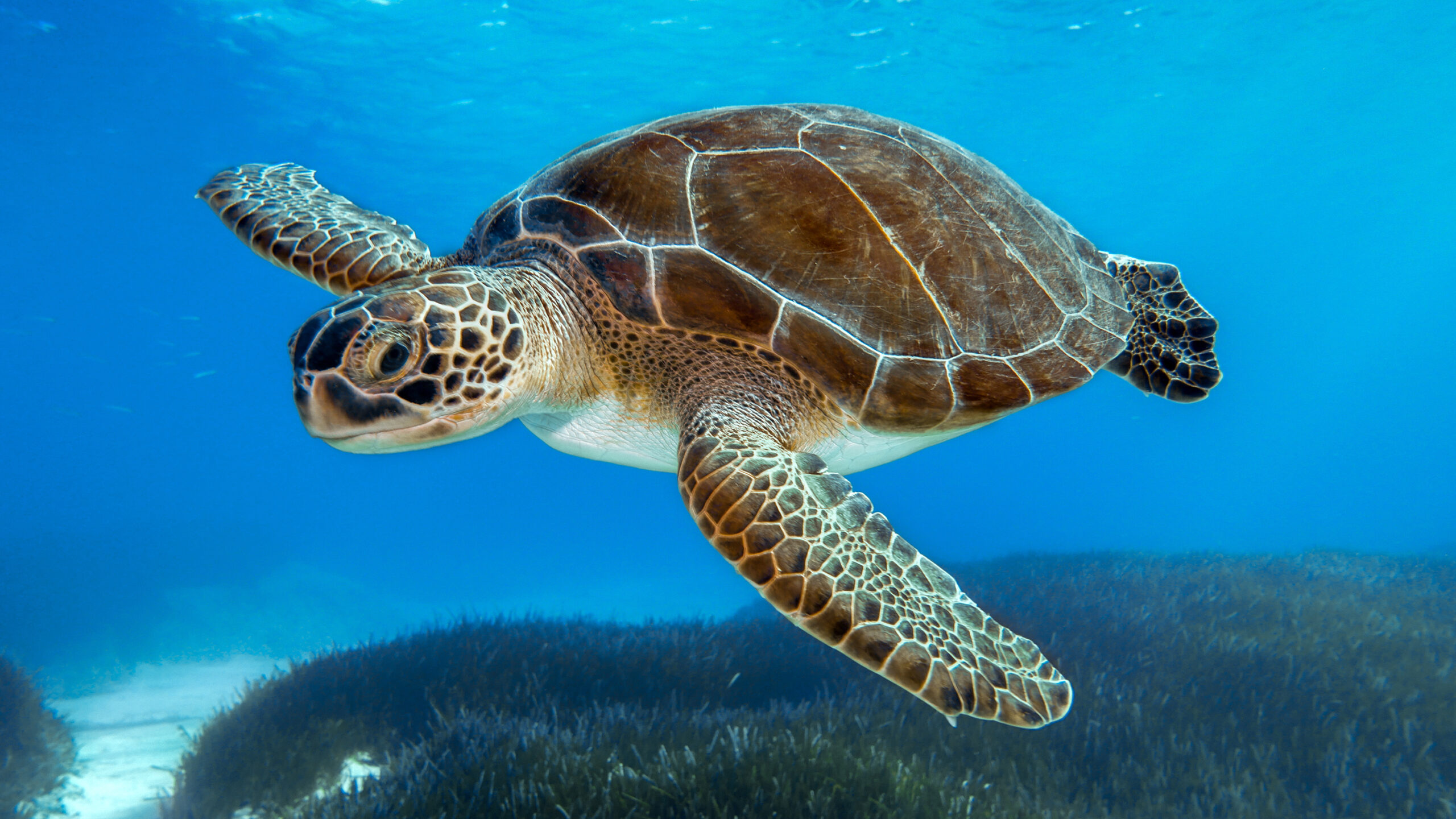 A green sea turtle swims through clear, vibrant blue water above a dark, dense bed of seagrass. The turtle is positioned in a side-profile view facing left, showcasing its smooth brown shell with light-colored seams, a cream-colored underside, and intricate brown and yellow scale patterns covering its head and large front flippers