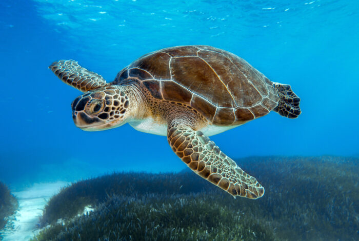 A green sea turtle swims through clear, vibrant blue water above a dark, dense bed of seagrass. The turtle is positioned in a side-profile view facing left, showcasing its smooth brown shell with light-colored seams, a cream-colored underside, and intricate brown and yellow scale patterns covering its head and large front flippers