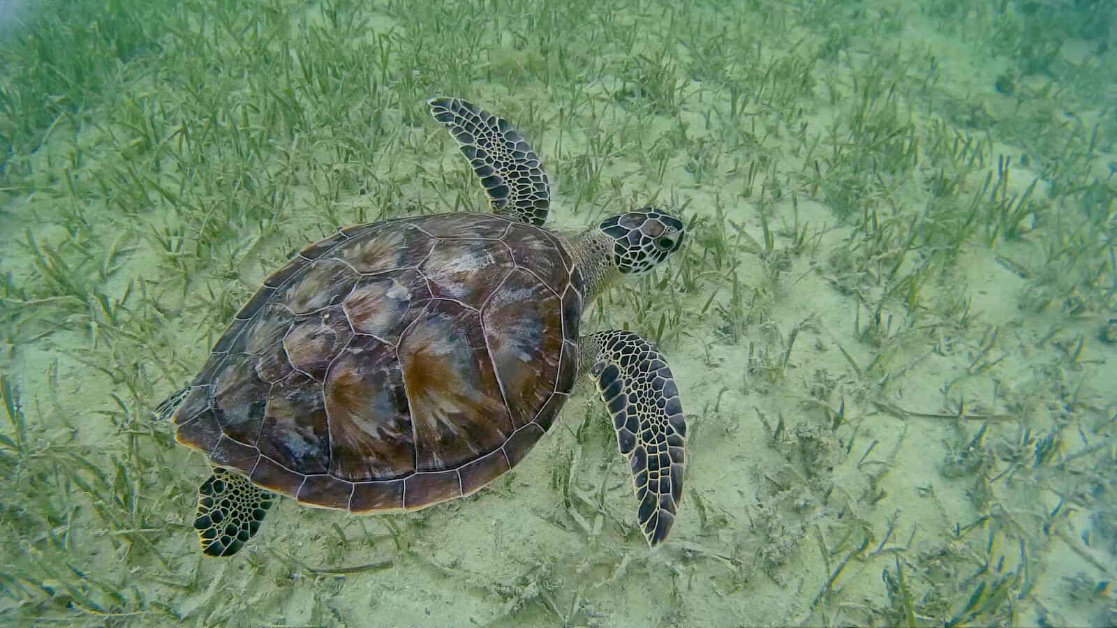A green sea turtle swims horizontally from left to right over a sandy seabed covered with sparse green seagrass blades. The turtle features a brown, patterned carapace with distinct scale segments, and its front flippers are extended outward showing a black and white speckled scale pattern.