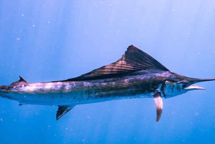 sailfish in ocean