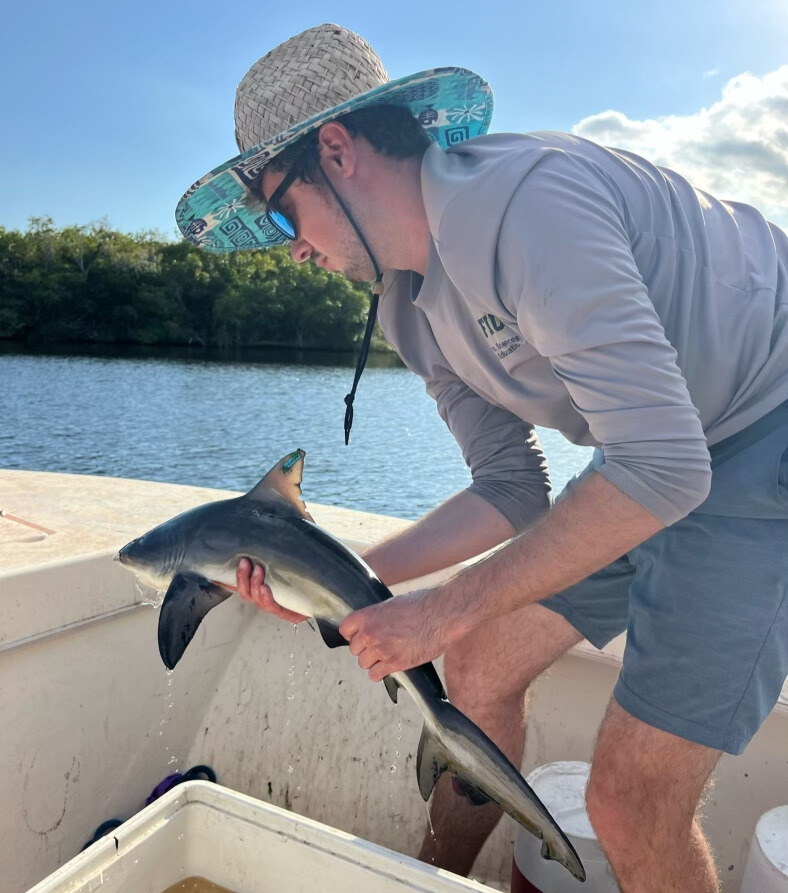 Photo of Will Sample; 2024 FSG/Guy Harvey Fellow, releasing a bull shark