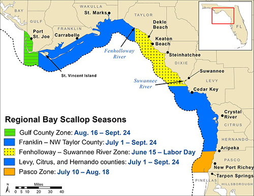 map of Florida Gulf counties with bay scalloping season dates