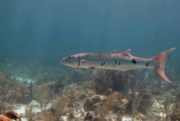 a great barracuda swimming underwater