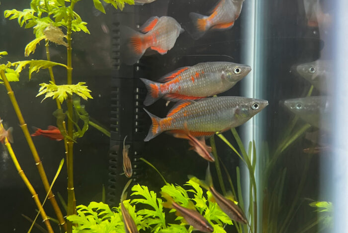 an aquarium with fish and plants