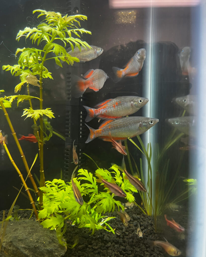 Q&A: How to Keep Your Fish Tank Safe During a Power Outage - Florida Sea  Grant