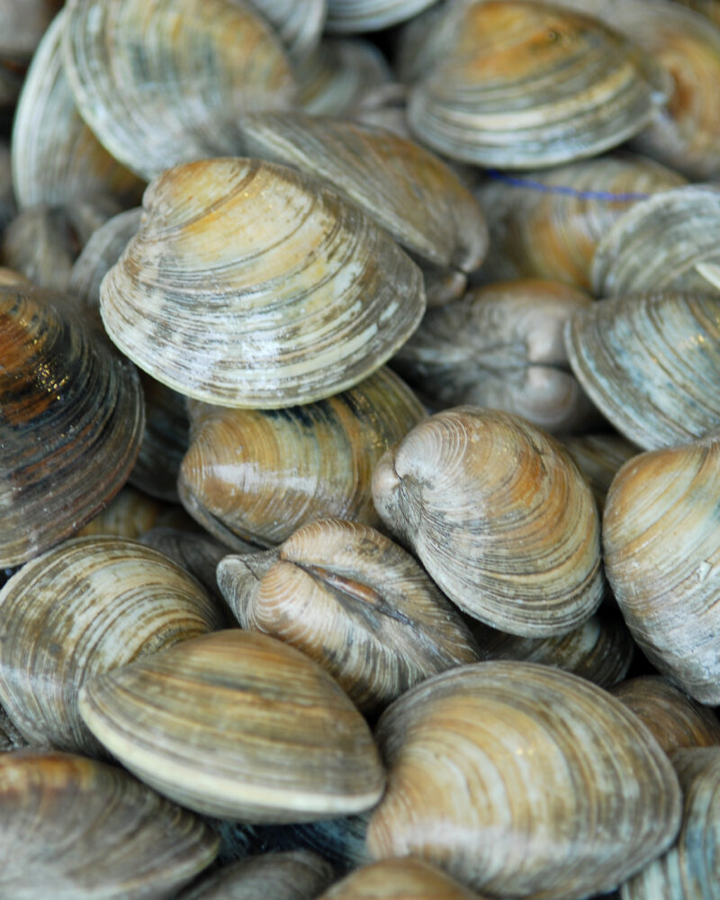 a large collection of clam shells